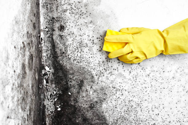 Best Mold Damage Repair  in Caldwell, TX