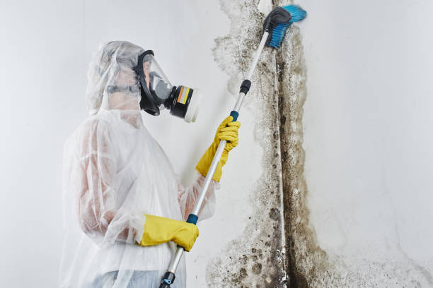 Office Mold Removal Services in Caldwell, TX