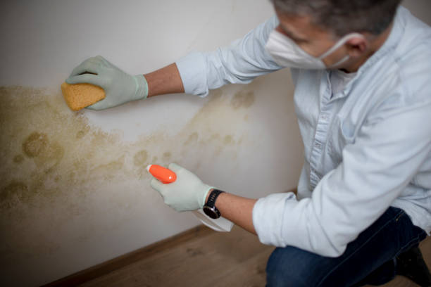 Best Best Mold Removal Companies  in Caldwell, TX