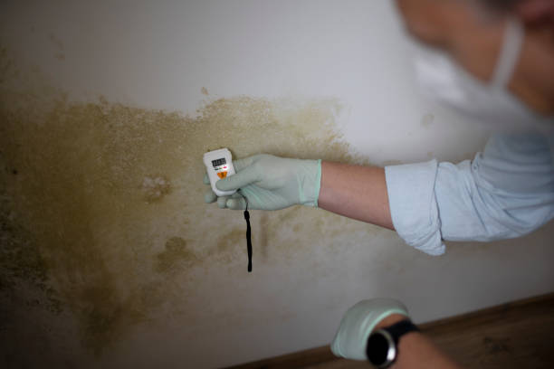  Caldwell, TX Mold Removal Pros