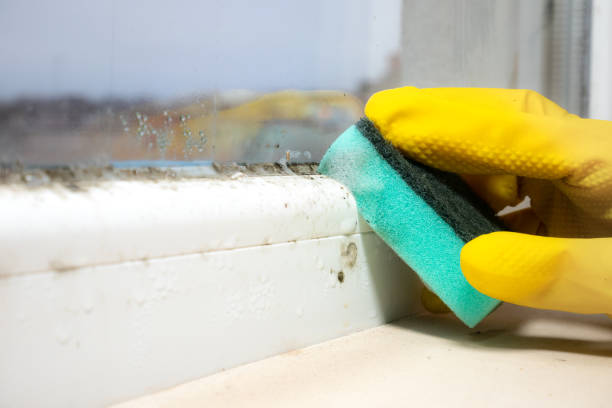 Best Mold Removal Company Near Me  in Caldwell, TX