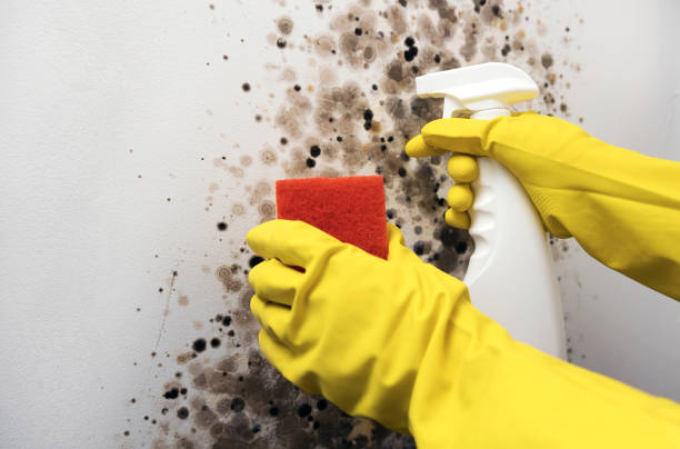 Best Office Mold Removal Services  in Caldwell, TX