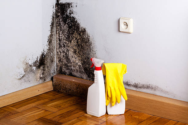 Best Home Mold Removal  in Caldwell, TX